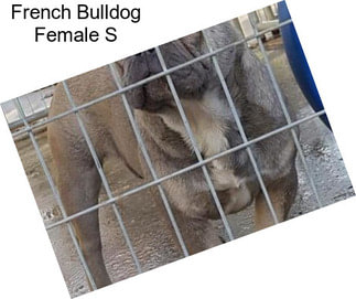 French Bulldog Female S