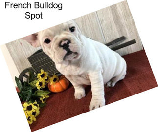 French Bulldog Spot