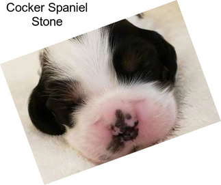 Cocker Spaniel Stone