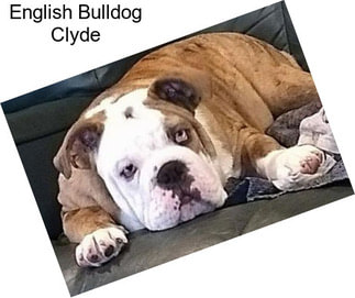 English Bulldog Clyde