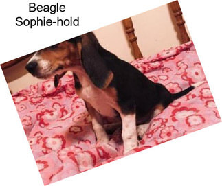 Beagle Sophie-hold