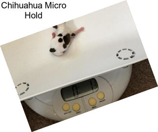 Chihuahua Micro Hold