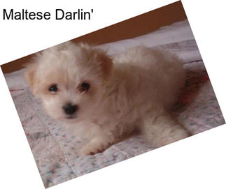 Maltese Darlin\'