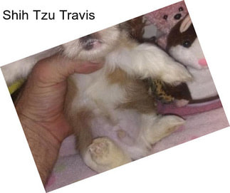 Shih Tzu Travis