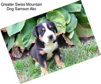 Greater Swiss Mountain Dog Samson Akc