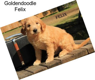 Goldendoodle Felix