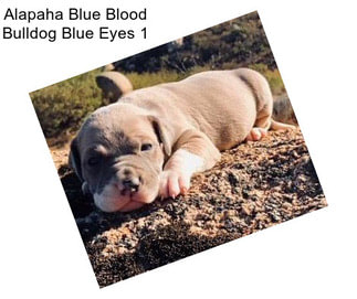 Alapaha Blue Blood Bulldog Blue Eyes 1