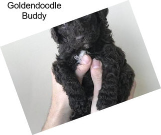 Goldendoodle Buddy