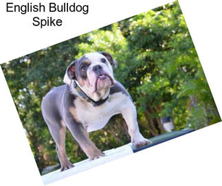English Bulldog Spike