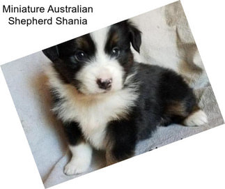 Miniature Australian Shepherd Shania