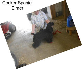 Cocker Spaniel Elmer