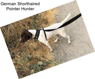 German Shorthaired Pointer Hunter