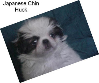 Japanese Chin Huck