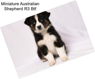 Miniature Australian Shepherd R3 Btf