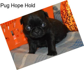 Pug Hope Hold