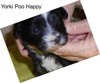 Yorki Poo Happy