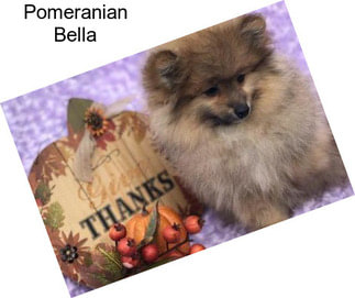 Pomeranian Bella