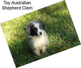 Toy Australian Shepherd Clem