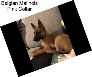 Belgian Malinois Pink Collar
