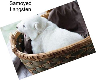 Samoyed Langsten