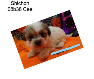 Shichon 08b38 Cee