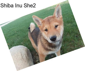 Shiba Inu She2