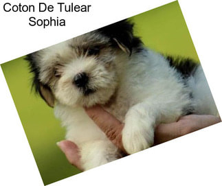 Coton De Tulear Sophia