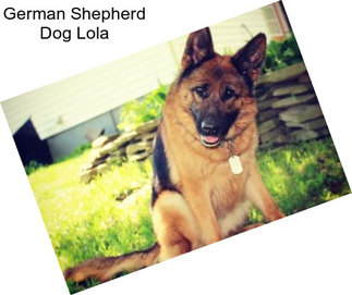 German Shepherd Dog Lola