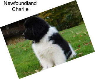 Newfoundland Charlie