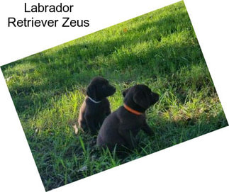 Labrador Retriever Zeus