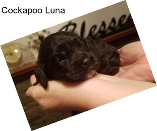 Cockapoo Luna