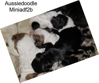 Aussiedoodle Miniadf2b