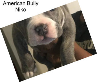 American Bully Niko