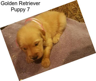 Golden Retriever Puppy 7