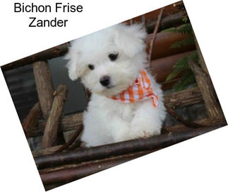 Bichon Frise Zander