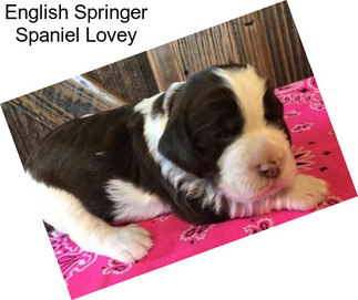 English Springer Spaniel Lovey
