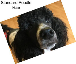 Standard Poodle Rae