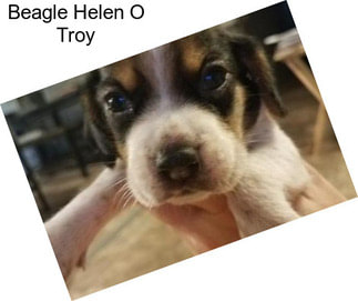 Beagle Helen O Troy