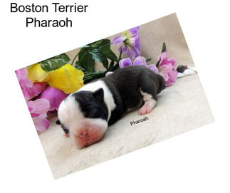 Boston Terrier Pharaoh