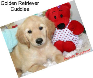 Golden Retriever Cuddles