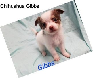 Chihuahua Gibbs