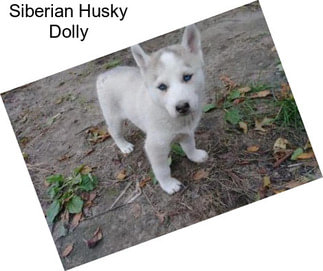 Siberian Husky Dolly