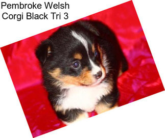 Pembroke Welsh Corgi Black Tri 3