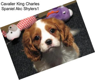 Cavalier King Charles Spaniel Akc Shylers1