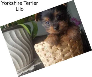 Yorkshire Terrier Lilo