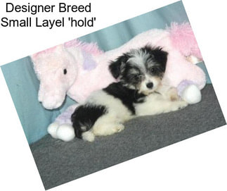 Designer Breed Small Layel \'hold\'