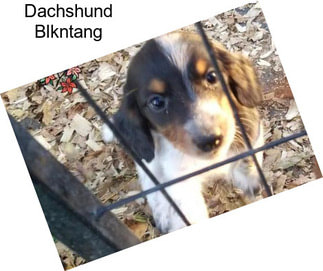 Dachshund Blkntang