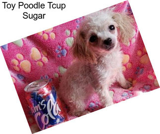 Toy Poodle Tcup Sugar