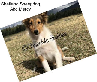 Shetland Sheepdog Akc Mercy