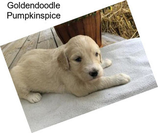 Goldendoodle Pumpkinspice